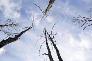 troncos secos con madera a la deriva y ramas de árboles tienden al cielo. el cielo azul es un símbolo de vida y árboles muertos. fondo natural, horror, vida y muerte. foto