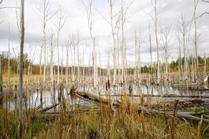 A swamp with dry dead trees, logs, and flowering cattails. Environmental problems, waterlogging of the territory, uninhabitable areas. Natural background photo