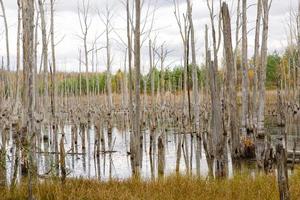 A swamp with dry dead trees, logs, and flowering cattails. Environmental problems, waterlogging of the territory, uninhabitable areas. Natural background photo