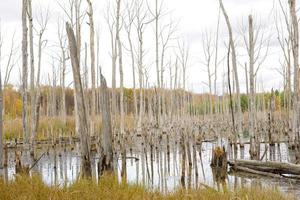 A swamp with dry dead trees, logs, and flowering cattails. Environmental problems, waterlogging of the territory, uninhabitable areas. Natural background photo