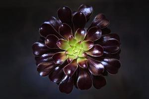 primer plano de aeonium de flores caseras - roseta burdeos de pétalos, centro verde. suculento es un símbolo de la armonía de fibonacci. cuidado de las plantas de interior foto