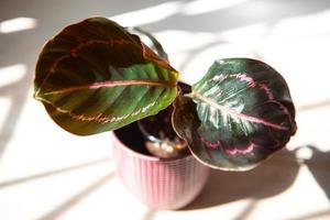 Calathea roseopicta Dottie, Rosy pink leaf close-up on the windowsill in bright sunlight with shadows. Potted house plants, green home decor, care and cultivation, marantaceae variety. photo