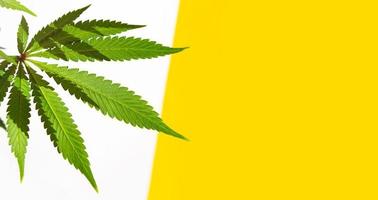 A cannabis bush in bright light with a white and yellow background with a shadow. Medicinal marijuana leaves of the Jack Herer variety are a hybrid of sativa and indica. Growing a home plant photo