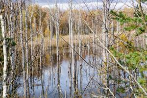 A swamp with dry dead trees, logs, and flowering cattails. Environmental problems, waterlogging of the territory, uninhabitable areas. Natural background photo