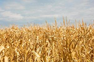 el campo de maíz dorado. la cosecha de otoño, los tallos secos. día de acción de gracias, fondo natural foto