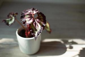 Beautiful leaves of decorative deciduous begonia with a close-up ornament in a pot. Copy space. Growing potted house plants, green home decor, care and cultivation photo