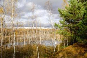 A swamp with dry dead trees, logs, and flowering cattails. Environmental problems, waterlogging of the territory, uninhabitable areas. Natural background photo