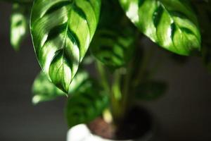 Calathea leopardina green pattern leaf close-up. Potted house plants, green home decor, care and cultivation, marantaceae variety. photo