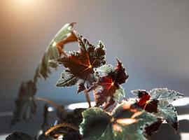 Begonia Cleopatra close-up leaf on the windowsill in bright sunlight with shadows. Potted house plants, green home decor, care and cultivation photo