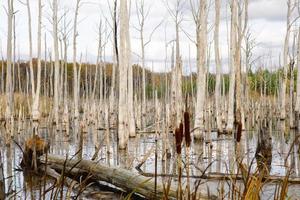 A swamp with dry dead trees, logs, and flowering cattails. Environmental problems, waterlogging of the territory, uninhabitable areas. Natural background photo