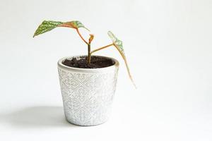 Beautiful leaves of decorative deciduous Royal begonia with a close-up ornament in a pot. Copy space. Growing potted house plants, green home decor, care and cultivation photo