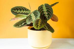 Beautiful maranta leaves with an ornament on a yellow background close-up. Maranthaceae family is unpretentious plant. Copy space. Growing potted house plants, green home decor, care and cultivation photo