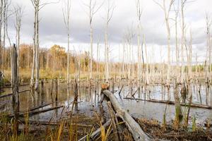 A swamp with dry dead trees, logs, and flowering cattails. Environmental problems, waterlogging of the territory, uninhabitable areas. Natural background photo