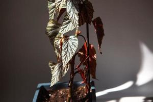 Coral begonia Corallina, silver-spotted argentea-guttata close-up in bright sunlight with shadows. Potted house plants, home decor, care and cultivation photo