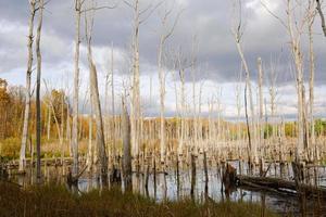 un pantano con árboles muertos secos, troncos y espadañas en flor. problemas ambientales, anegamiento del territorio, zonas inhabitables. fondo natural foto