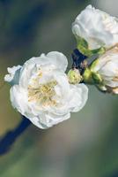 background White flower  Prunus persica. photo