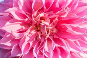 background nature Flower dahlia Orange,pink flowers photo