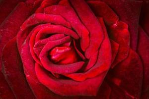 fondo naturaleza flor san valentín rosa roja foto