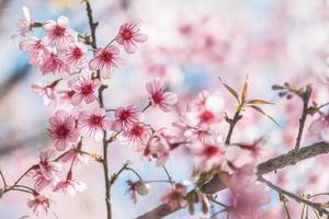 fondo naturaleza flor san valentín prunus cerasoides foto