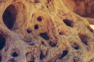 Old Olive tree trunk detail photo