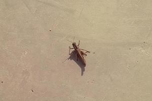 Grasshopper on the concrete floor photo