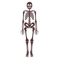 dibujos animados marrón esqueleto humano vector objeto aislado