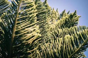 araucaria heterophylla pine branch tree photo