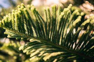 araucaria heterophylla pino rama árbol foto