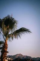 palm tree sky leaves photo