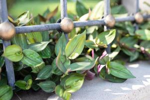 péndulo de jardín zebrina tradescantiia foto