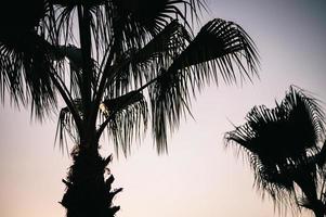 palm tree sky leaves photo