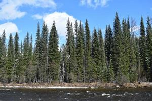 the nature of Eastern Siberia. Taiga. Krasnoyarsk Territory photo