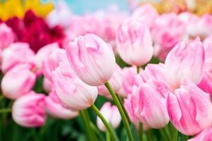 Delicate blooming tulip. Field with bright tulips. Festival of flowers. photo