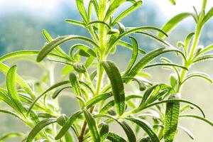 hojas de romero verde fresco de cerca. hierba médica orgánica contra el cielo azul. cultivo de plantas aromáticas foto