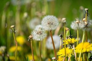 Dandelion in different stages photo