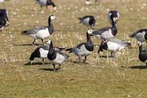 Several brant geese on the mudflats, close-up photo