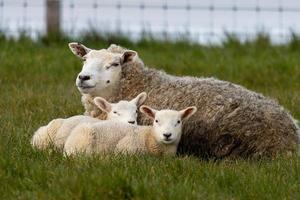 Sheep with 2 lambs in a meadow photo