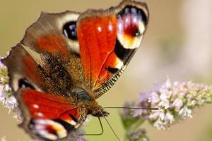 Peacoc butterfly, close up photo