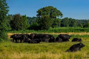 Herd of water buffalo photo