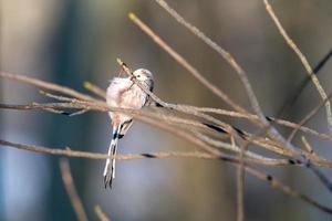 Tail tit hangs on tree photo