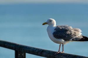 Herring gull railing photo