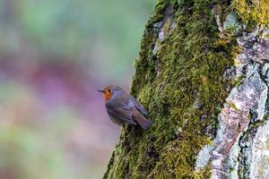 Robin at a tree photo