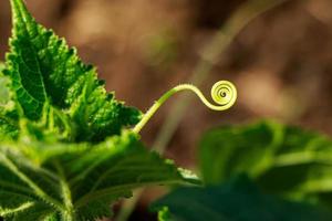 Green sprouts of cucumbers close-up. Growing vegetables in greenhouse. photo