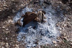 burned tree root photo