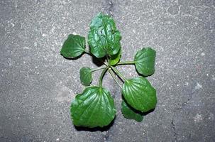 plantain grass growing on the asphalt photo