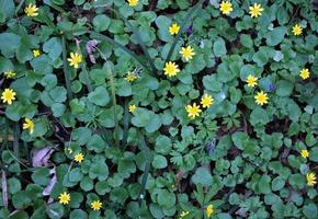 yellow flowers and green leaves photo