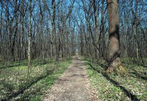 forest path in spring time photo