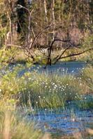 Cotton grass on moorland photo