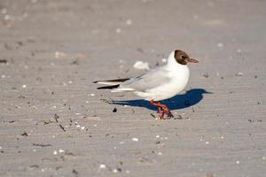 gaviota de cabeza negra en una playa de arena foto