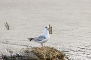 Seagull stands in the mud flats, close-up photo